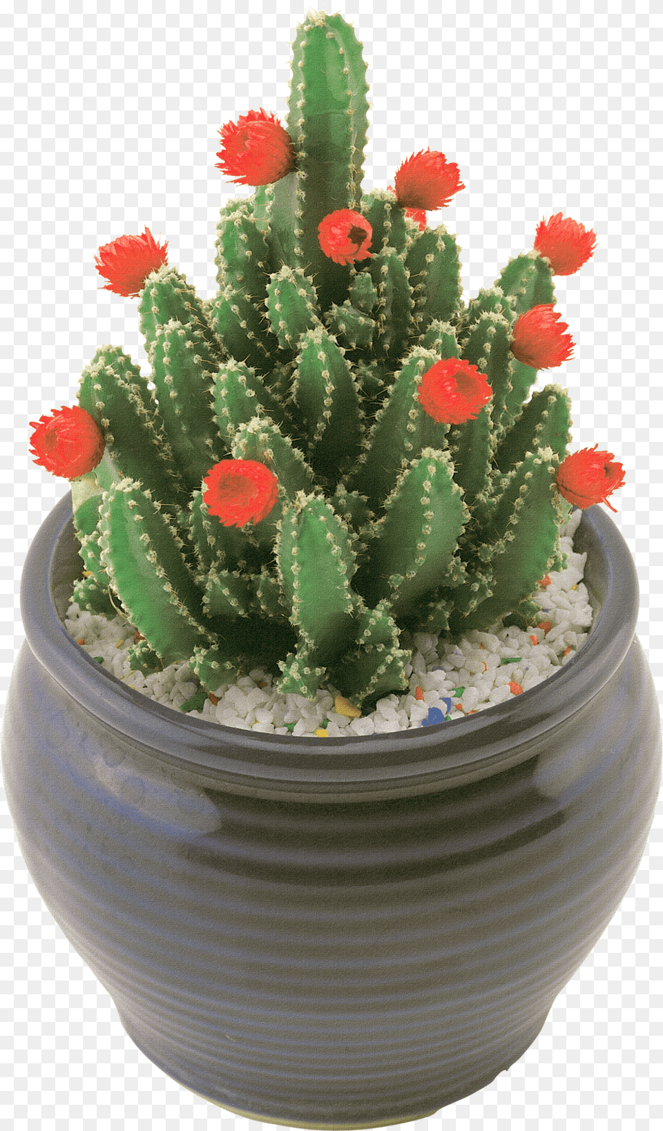 Cactus Free Png