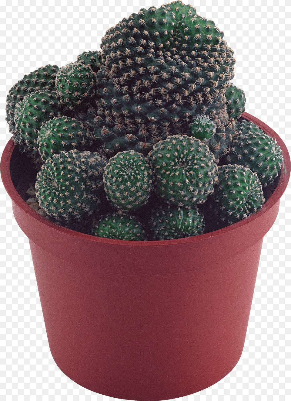 Cactus, Clothing, Helmet, Glove, People Free Transparent Png