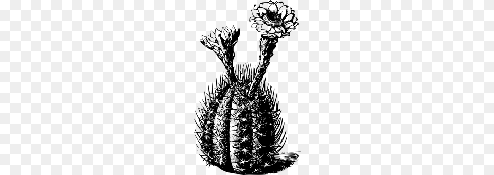 Cactus Gray Png Image