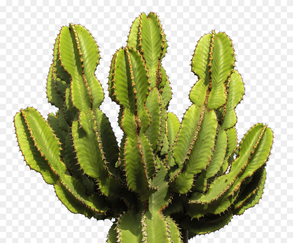 Cactus, Plant Png Image