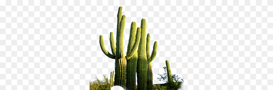 Cactus, Plant Free Png