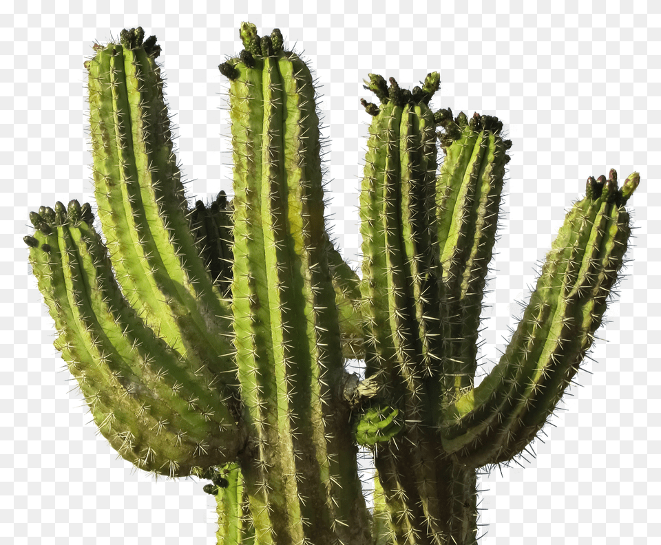 Cactus, Plant Png