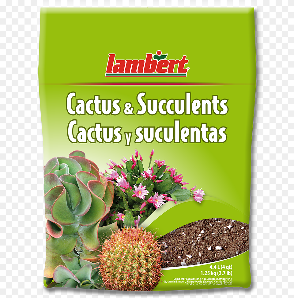 Cactus, Herbal, Herbs, Plant, Soil Png Image