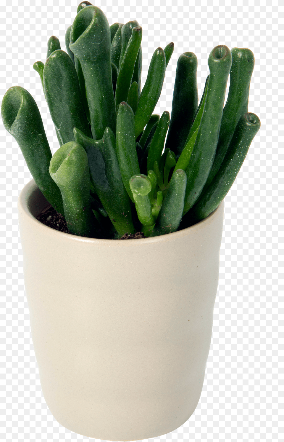 Cactus, Jar, Plant, Planter, Potted Plant Png Image