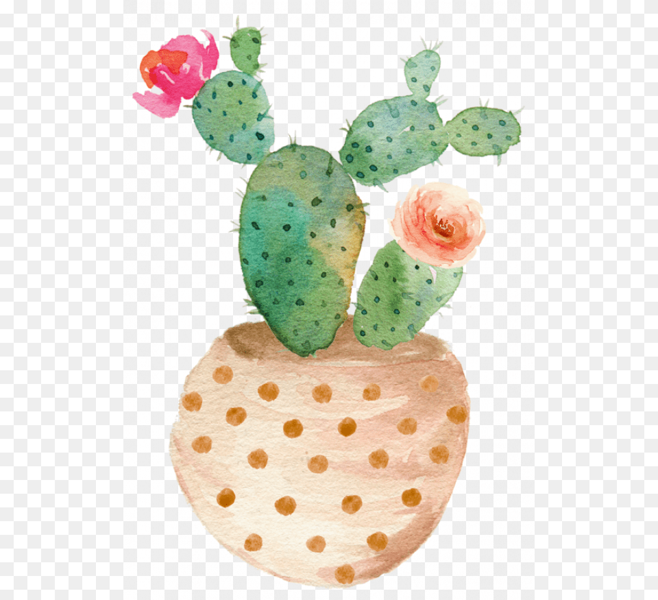 Cactus, Flower, Plant, Rose Png Image