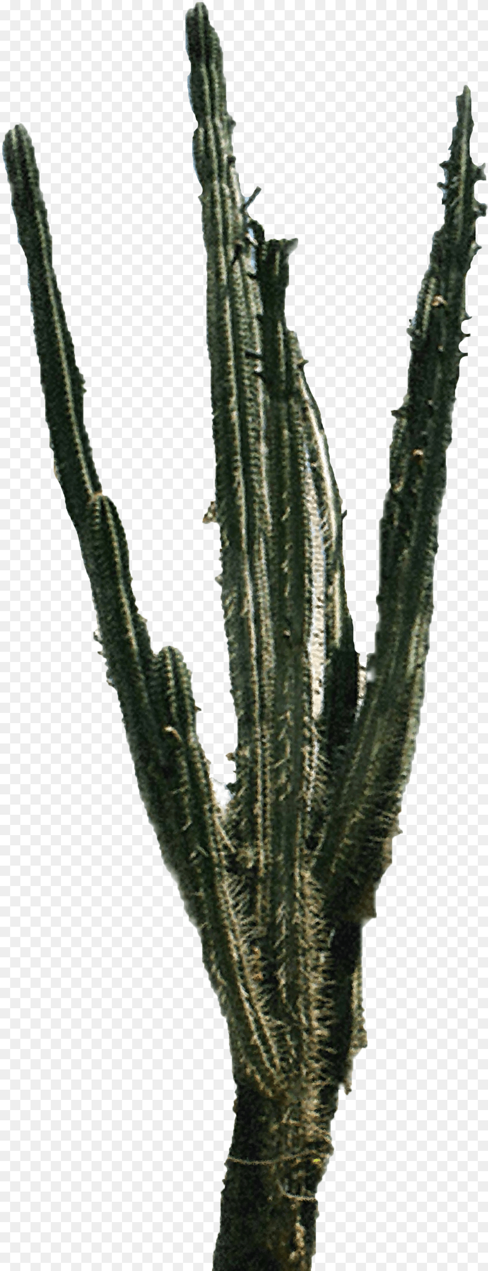 Cactus 2 Hq Image Freepngimg Acanthocereus Tetragonus, Plant Png