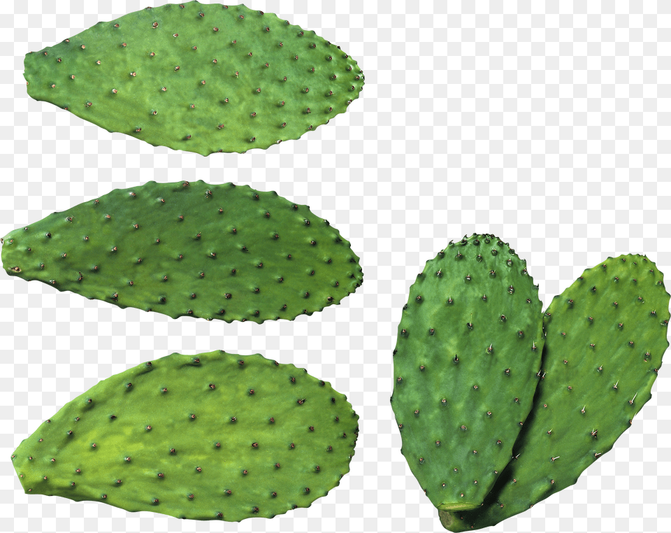 Cactus, Plant Free Transparent Png