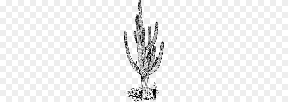 Cactus Gray Free Png