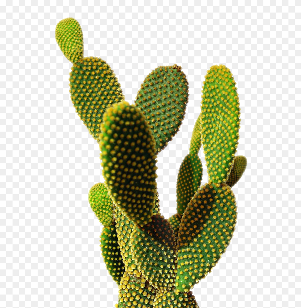 Cactus, Plant Free Transparent Png