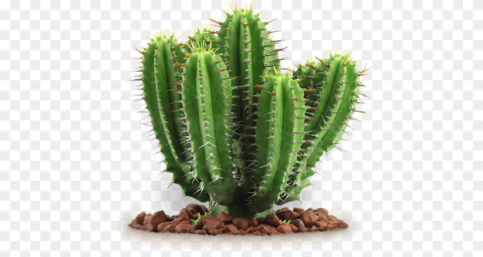Cactus, Plant Png