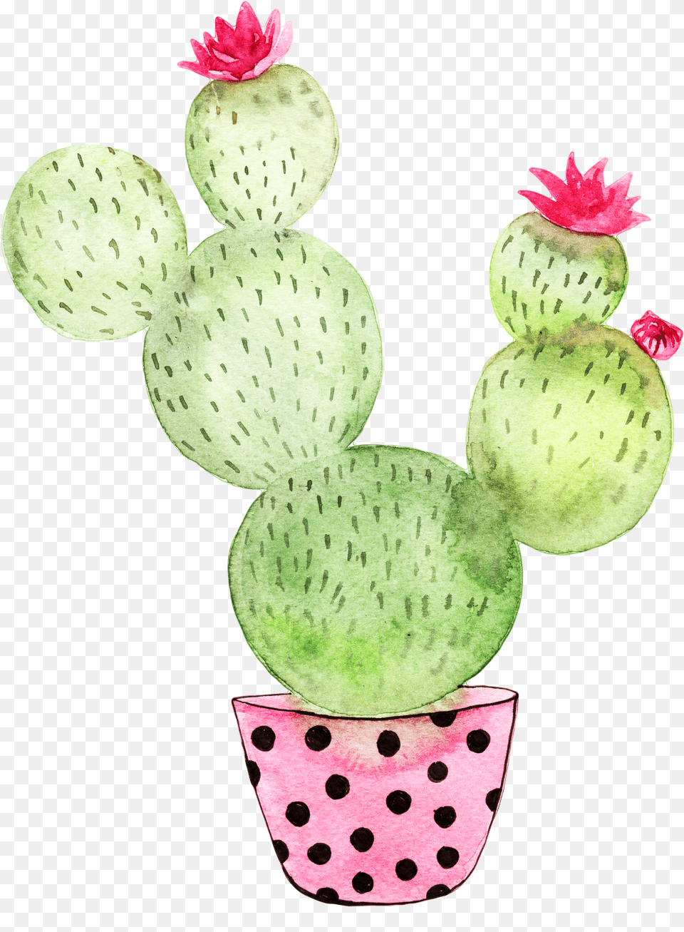 Cactus, Plant, Food, Fruit, Produce Png Image
