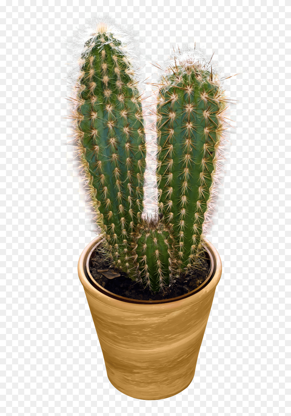 Cactus, Plant Free Png
