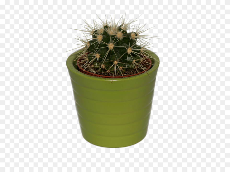 Cactus Plant, Potted Plant Free Transparent Png