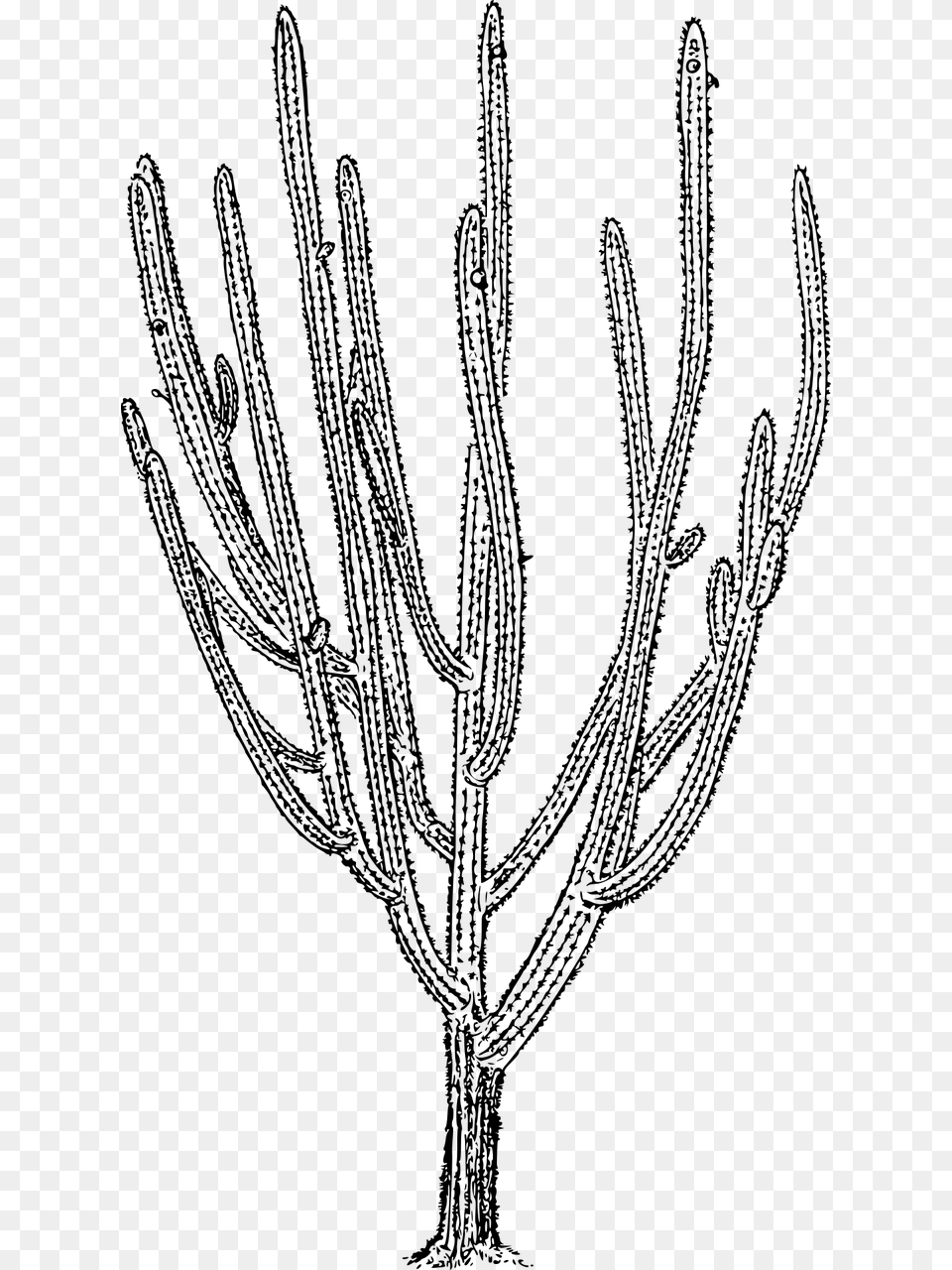 Cactus, Gray Png Image