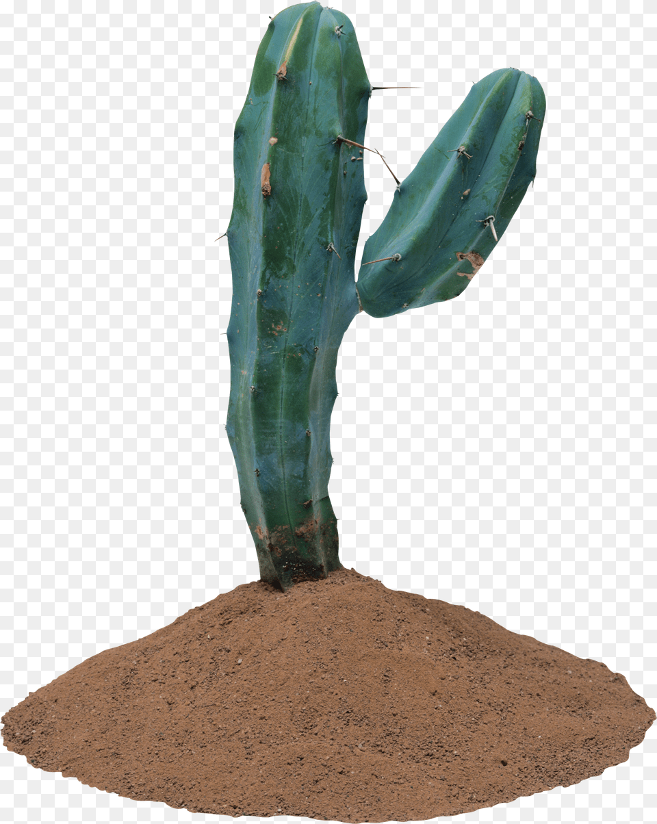Cactus, Plant, Soil Free Transparent Png