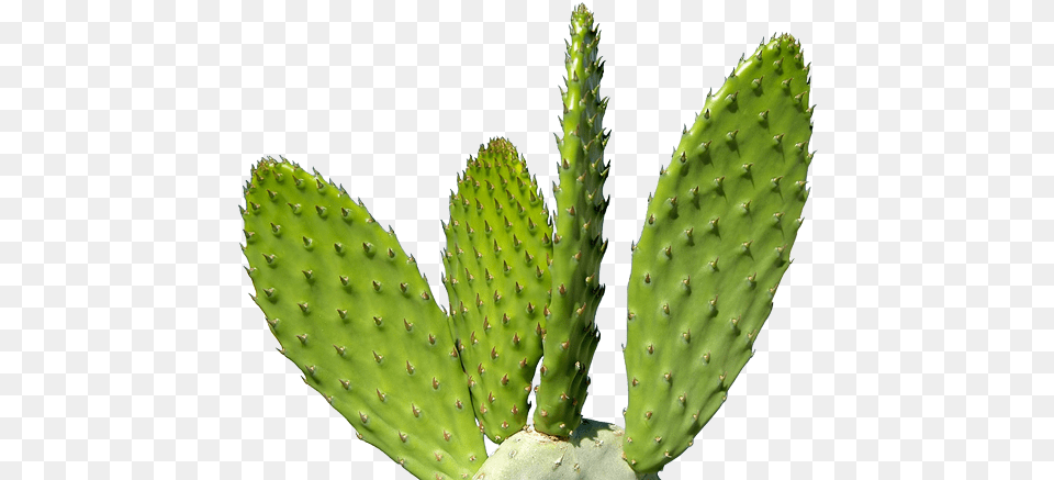 Cactus, Plant Png Image