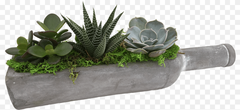 Cactus, Jar, Plant, Planter, Potted Plant Free Png Download
