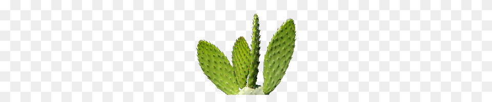 Cactus, Plant Png Image