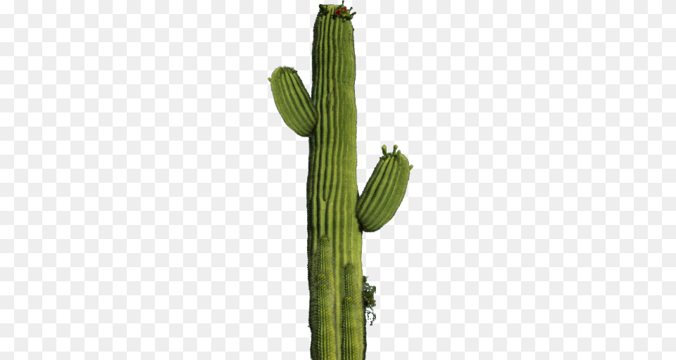 Cactus, Plant Free Png Download