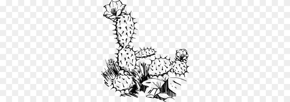 Cactus Gray Free Transparent Png