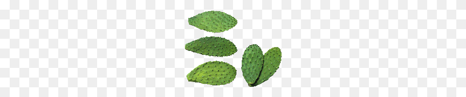 Cactus, Plant Free Png