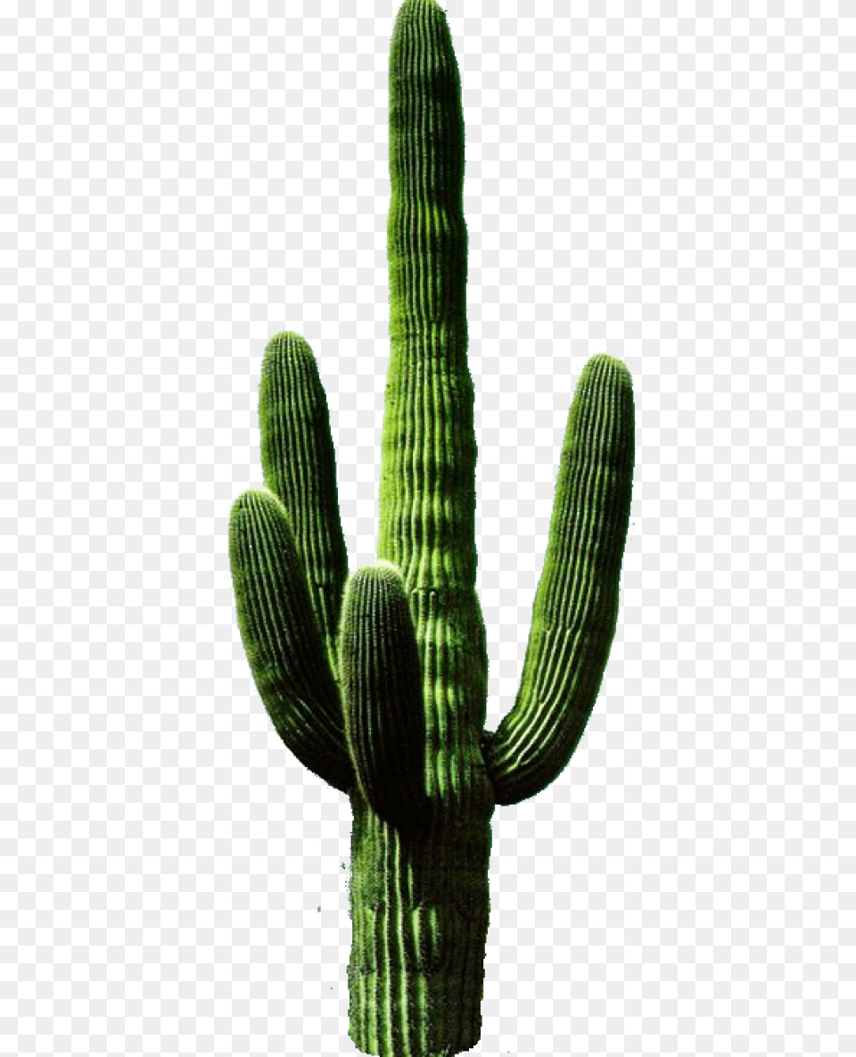 Cactus, Plant Free Transparent Png