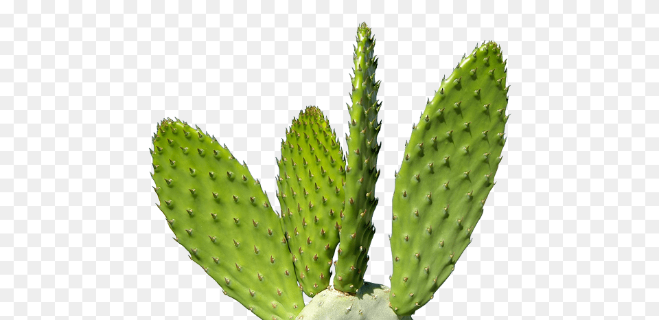 Cactus, Plant Free Transparent Png