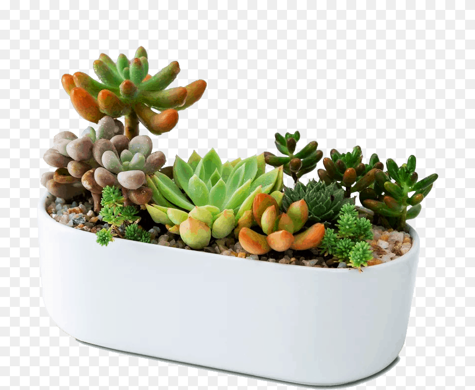 Cactus, Jar, Plant, Planter, Potted Plant Free Png Download