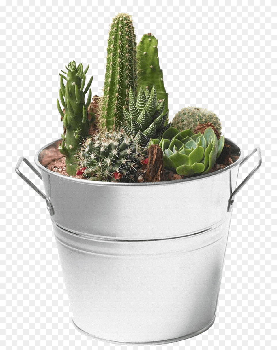 Cactus Png Image