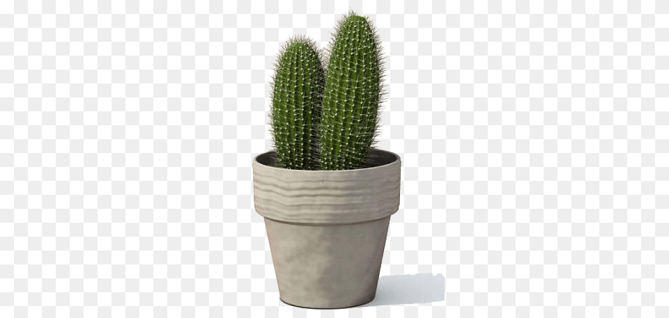 Cactus, Plant, Potted Plant Free Png Download