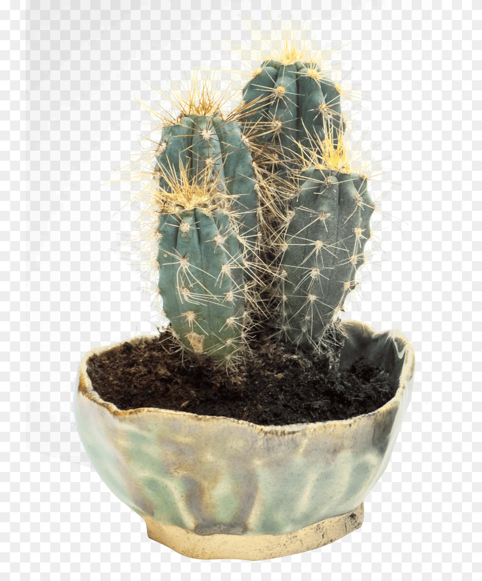 Cactus, Plant, Potted Plant Free Png