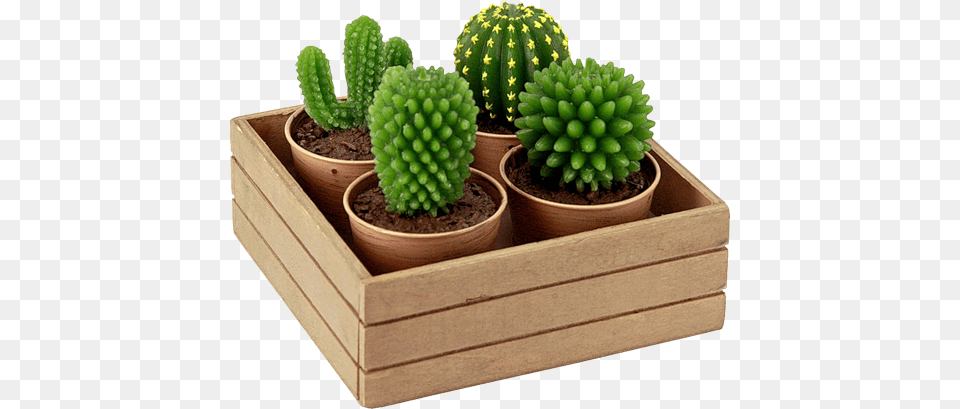 Cactus, Plant, Potted Plant, Jar Free Transparent Png