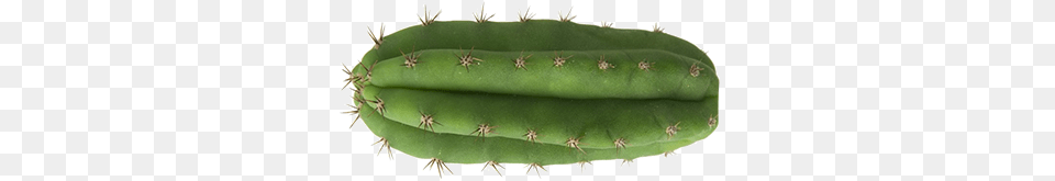 Cactus, Plant, Animal, Invertebrate, Spider Png