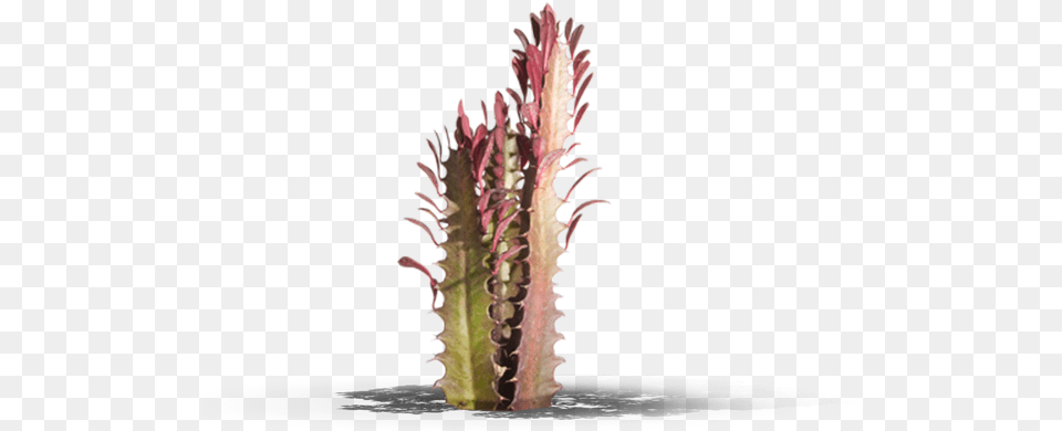 Cactus, Plant, Animal, Insect, Invertebrate Png Image