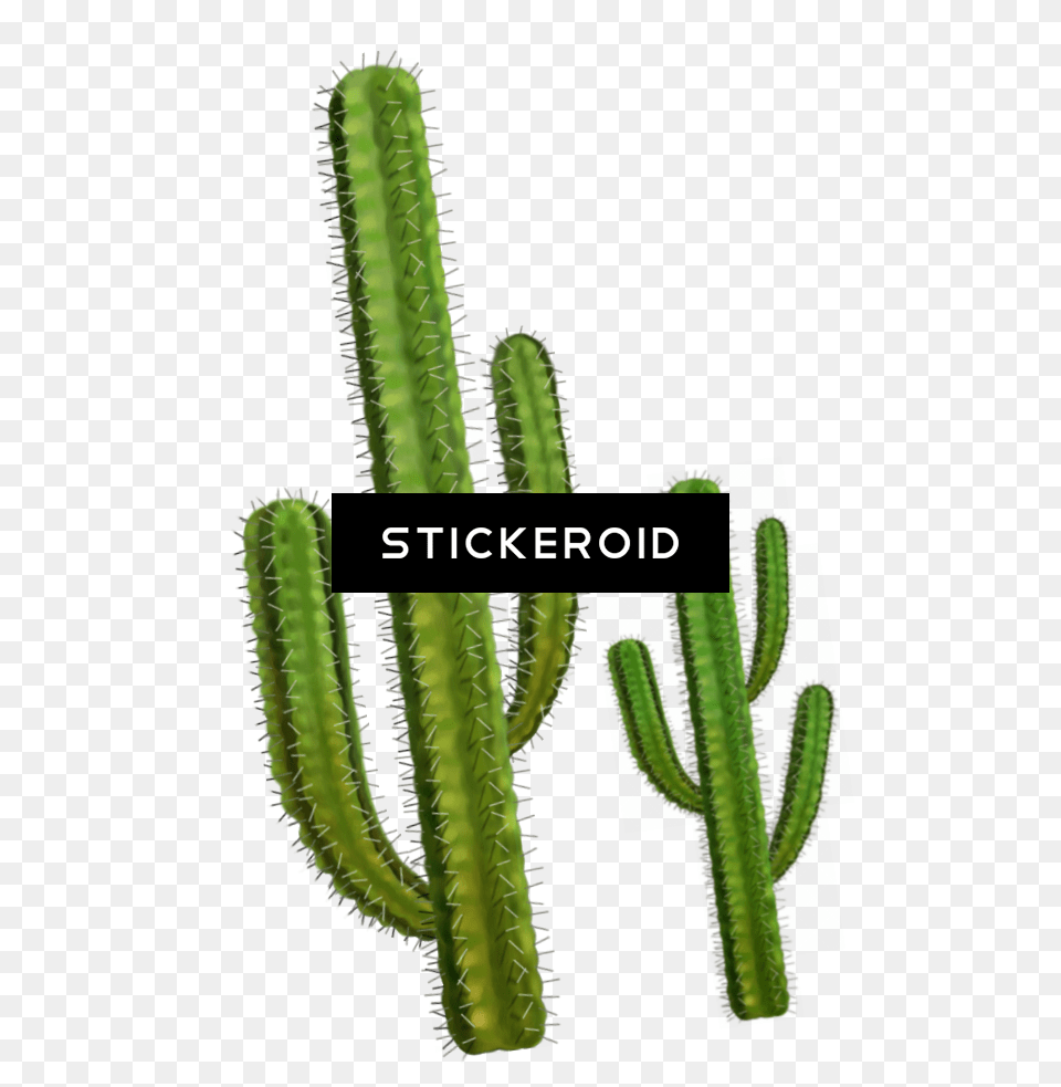 Cactus, Plant Free Png Download