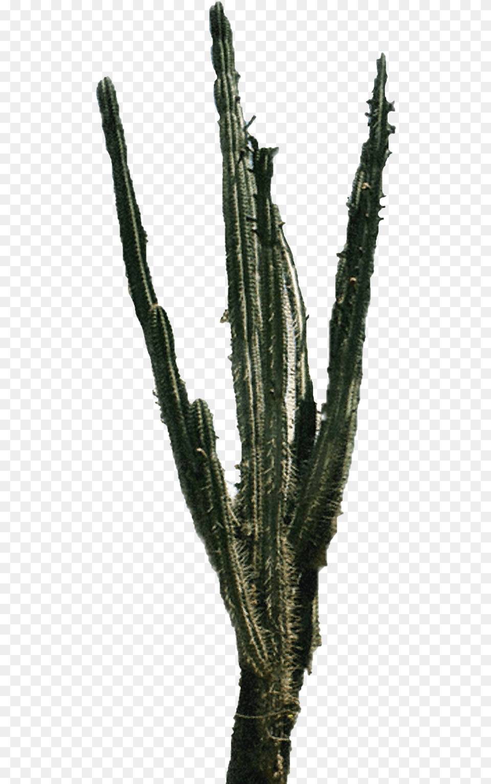 Cactus, Plant Png