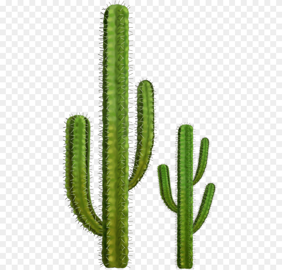 Cactus, Plant Free Transparent Png