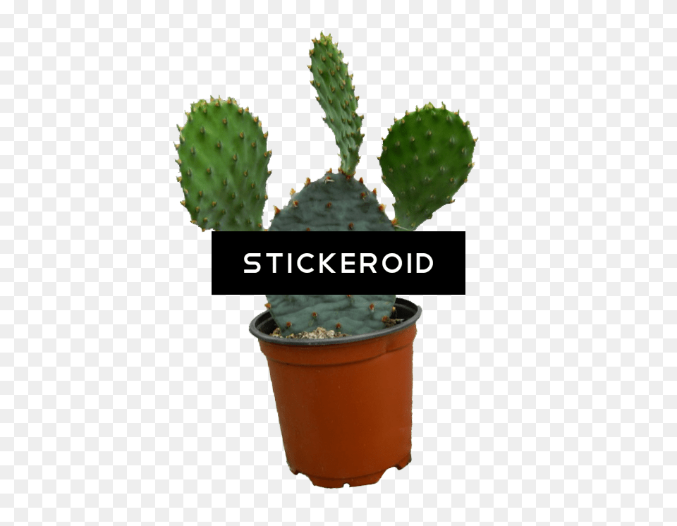 Cactus, Plant Free Png Download