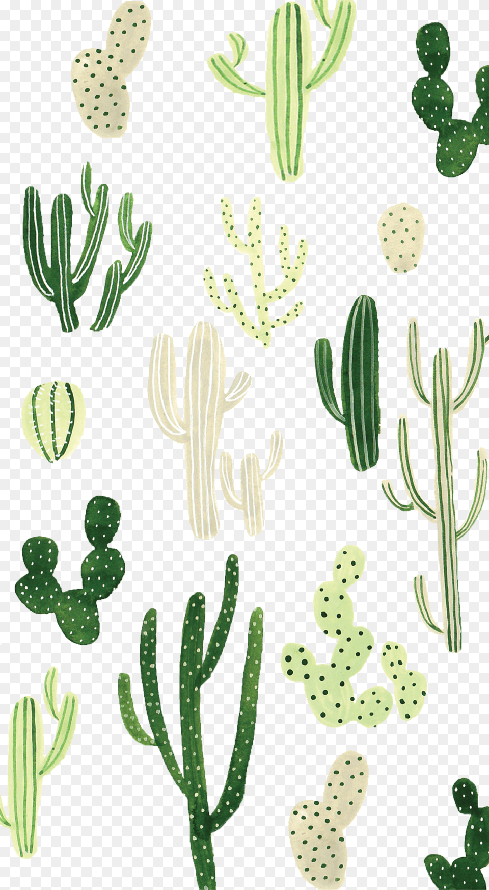 Cactus Background, Plant, Head, Person Png Image