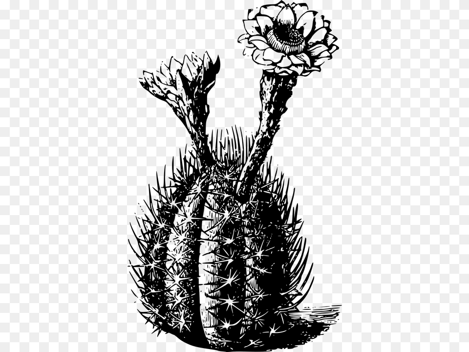 Cactus Black And White Transparent, Gray Free Png