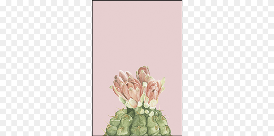 Cactus Blooms Gymnocalycium Baldianum, Plant Png