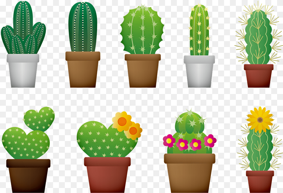 Cactus Cacti Flower Cacti Cactus, Plant Free Transparent Png