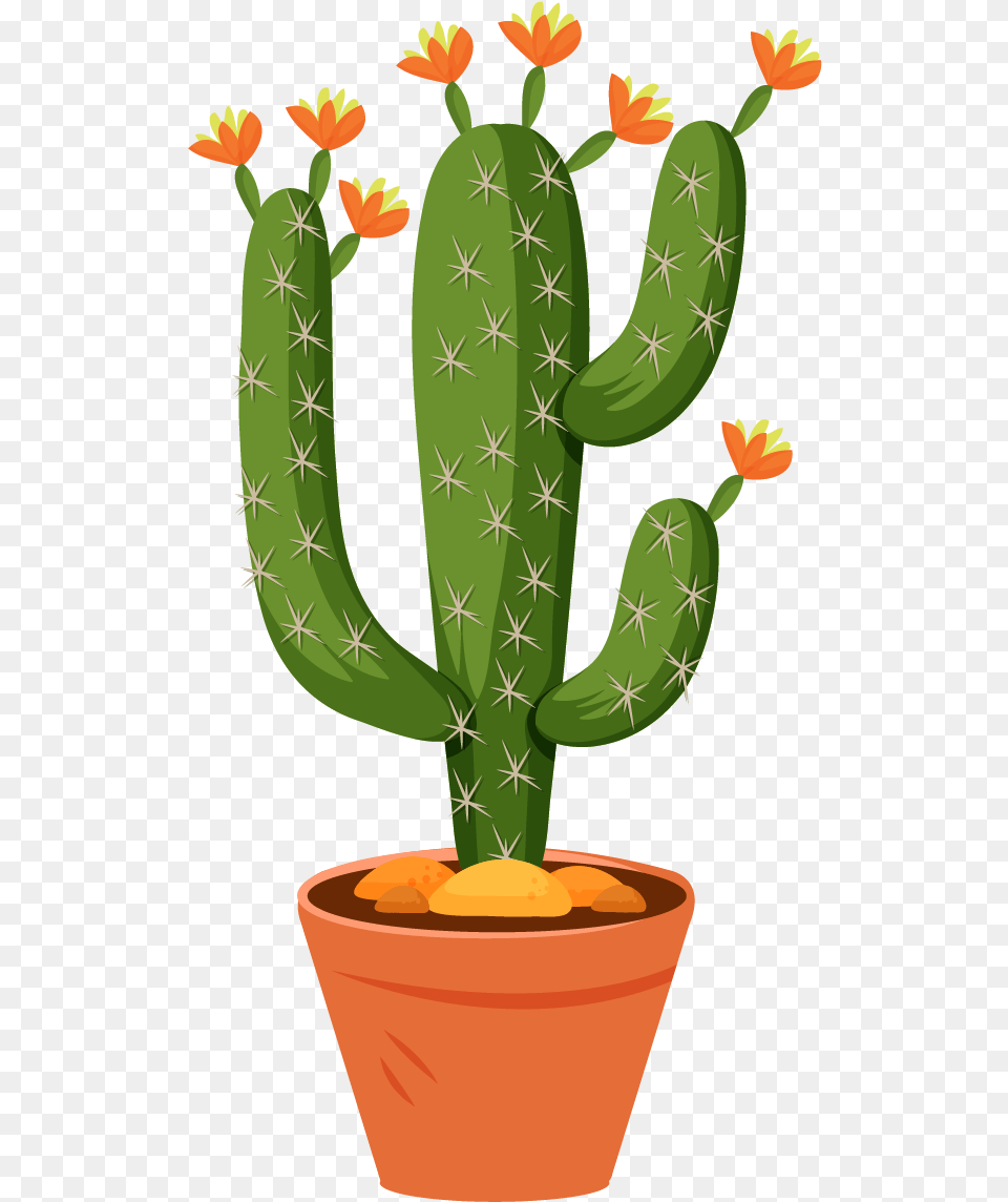 Cactus Cactus, Plant Png Image