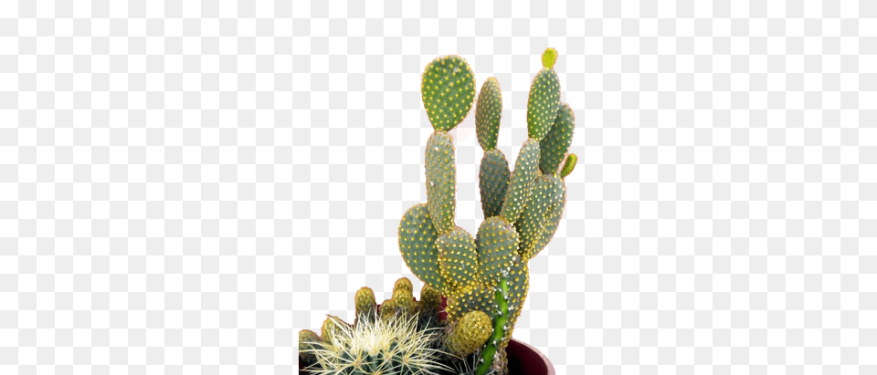 Cactus Cactus Mur Rose, Plant Png