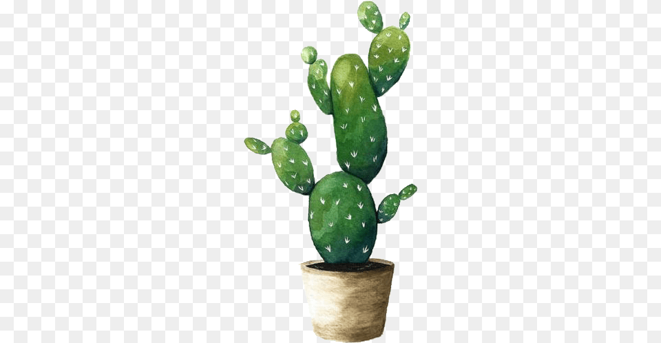 Cactus Cactus Plant Cactuslover Watercolor Green Png Image