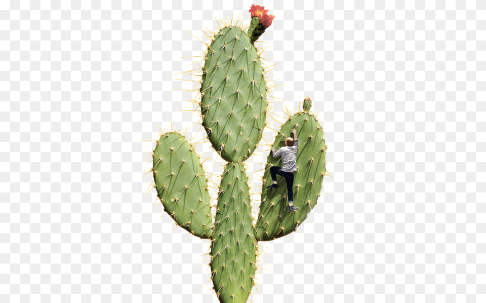 Cactus Clients Eastern Prickly Pear, Boy, Child, Male, Person Png
