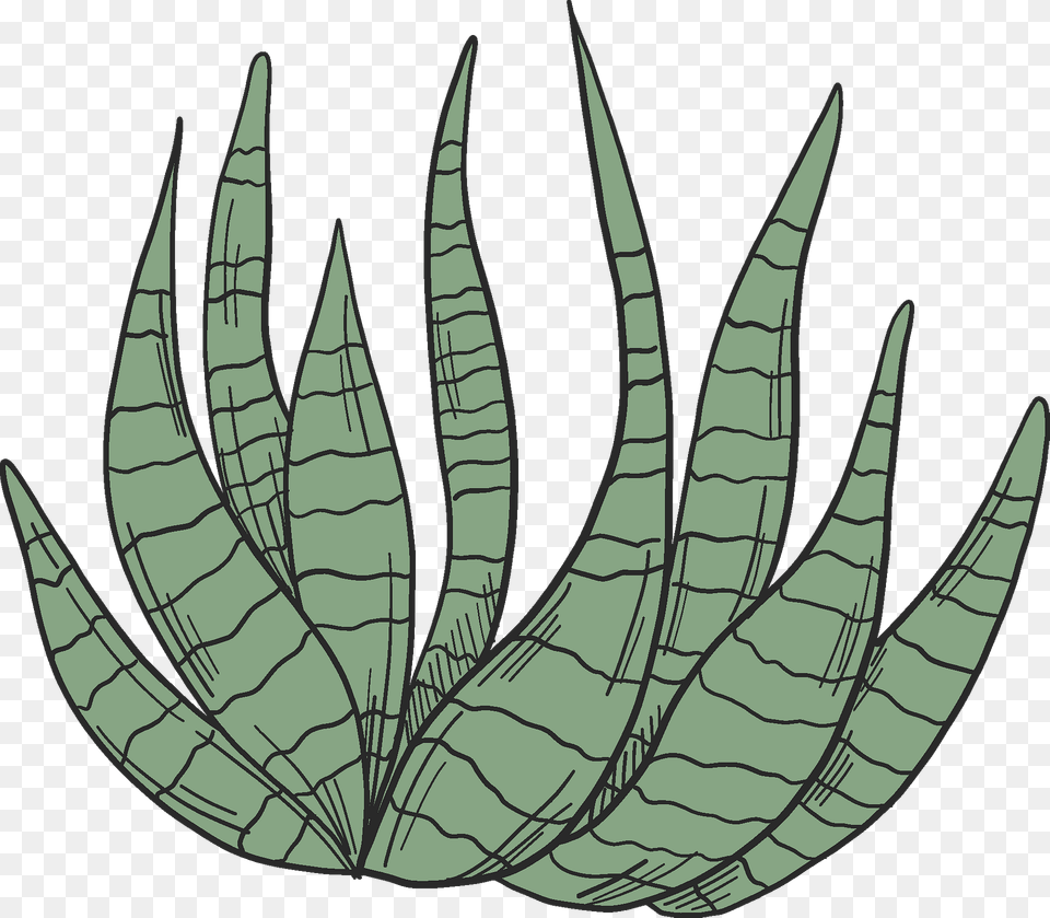 Cactus Clipart, Aloe, Plant, Leaf Png Image