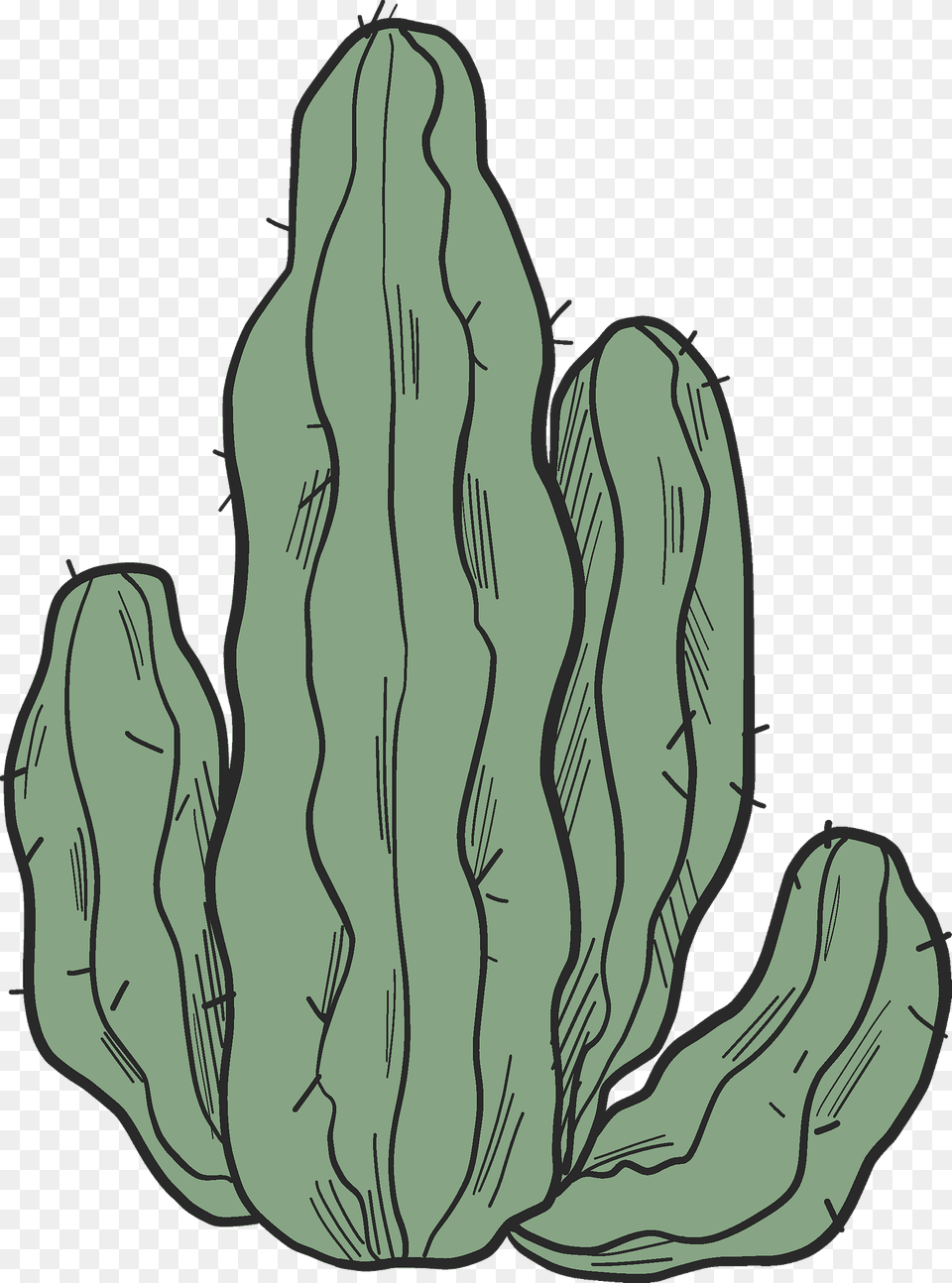 Cactus Clipart, Plant Free Transparent Png