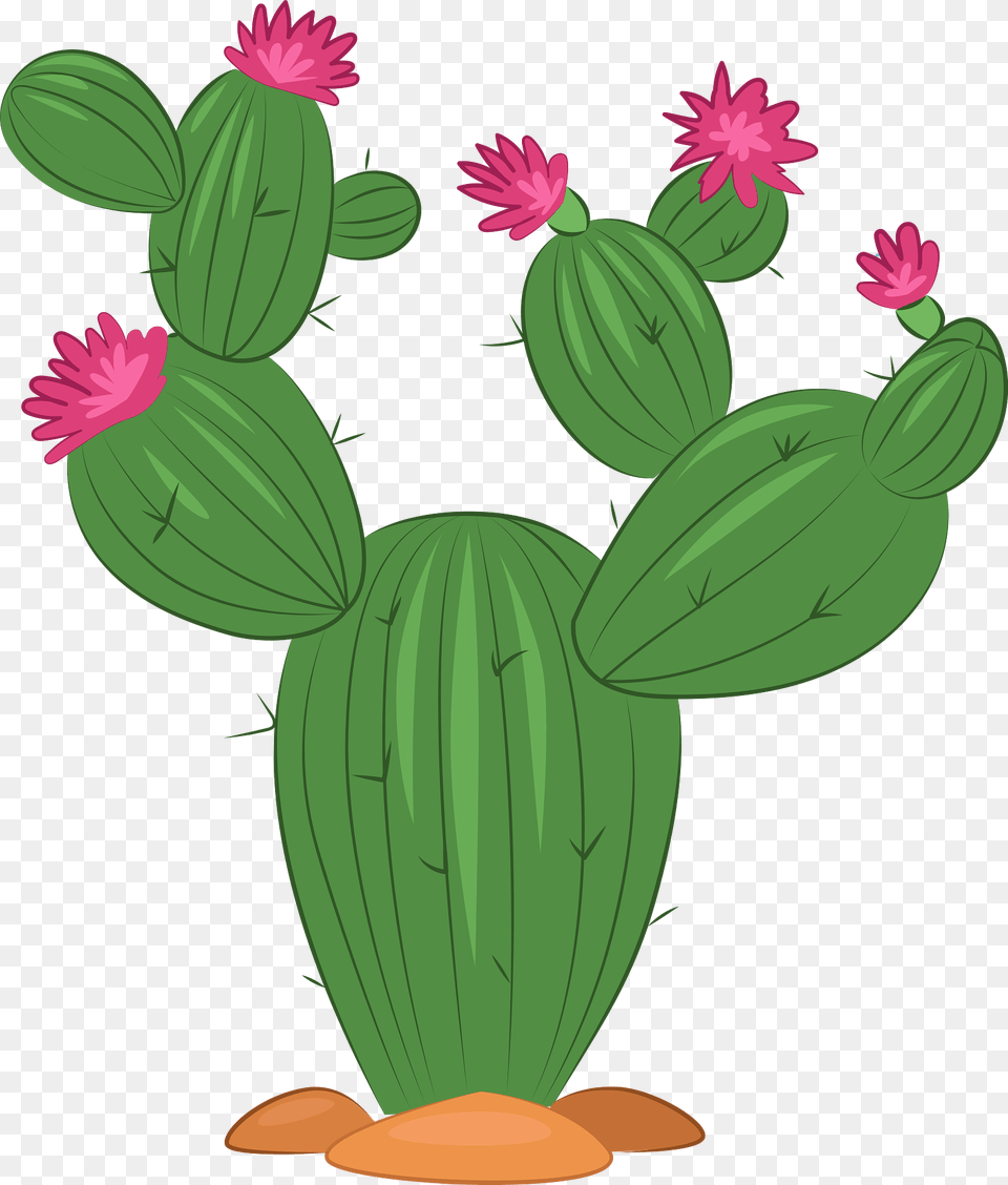 Cactus Clipart, Plant Free Transparent Png