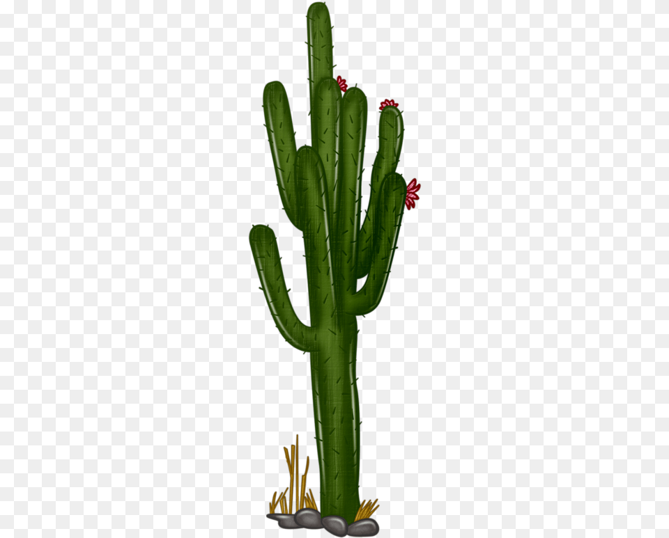 Cactus Clipart Cactus, Plant Free Png Download
